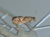 Dichrorampha sp.